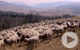 Thumbnail for America's Heartland Season 11 Episode 2