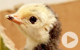 Thumbnail for America's Heartland Season 11 Episode 2