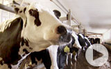 Thumbnail for America's Heartland Season 11 Episode 9