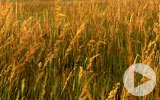 Thumbnail for America's Heartland Season 11 Episode 12