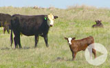 Thumbnail for America's Heartland Season 11 Episode 17