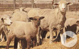 Thumbnail for America's Heartland Season 11 Episode 17
