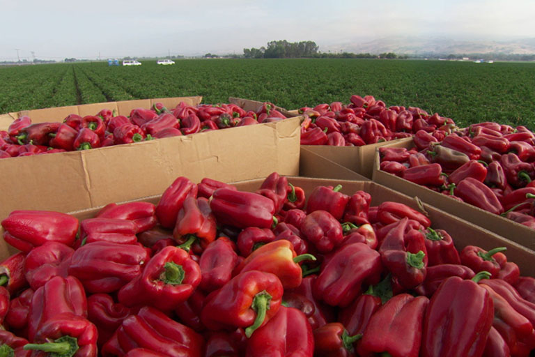 Harvested Red Bell Peppers in Giant Cardboard Boxes from Season 17 Episode 1